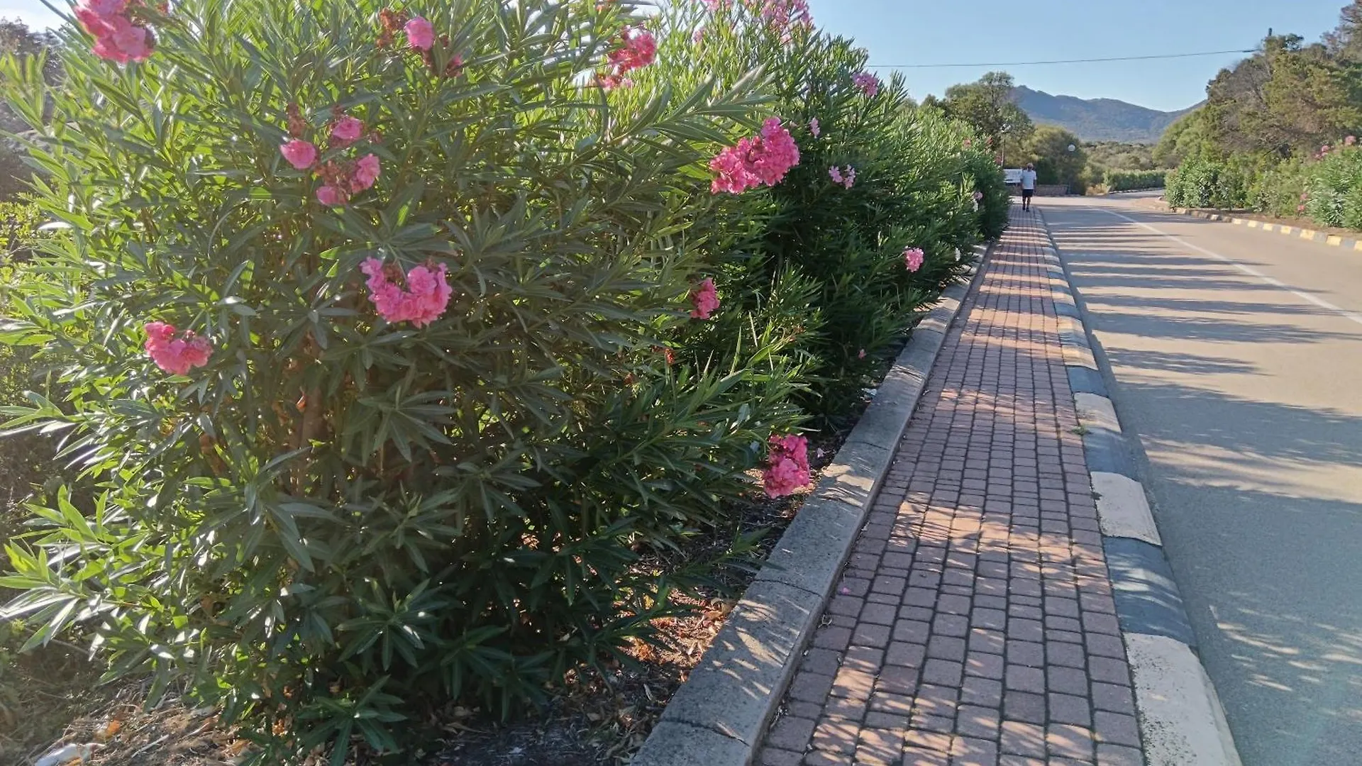 Grazioso Bilocale A Porto Rotondo Apartment